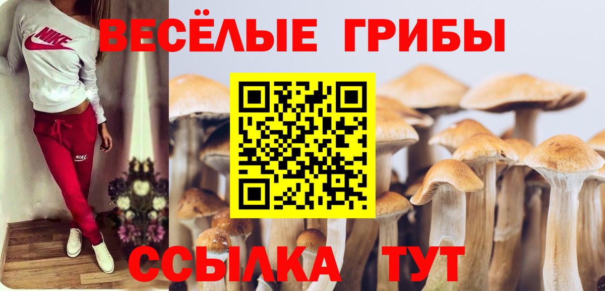 Галлюциногенные грибы Psilocybine cubensis Калининград
